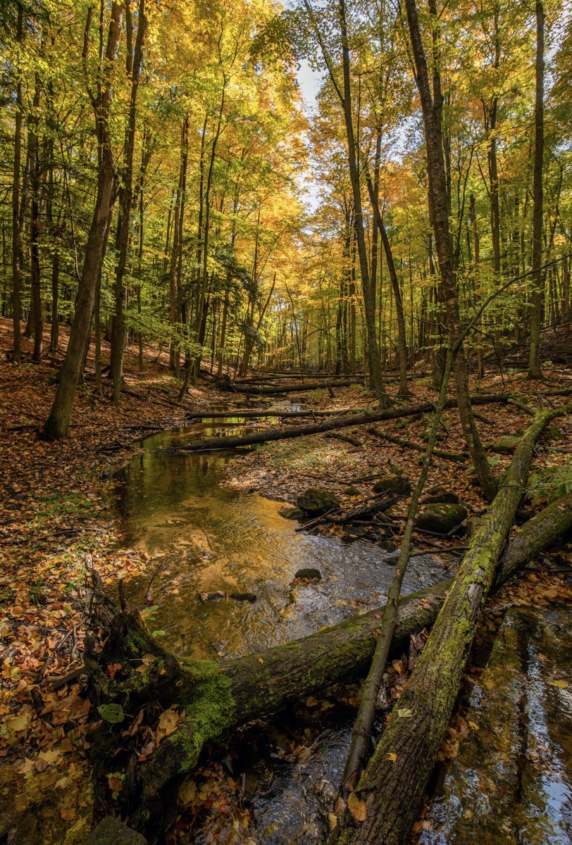 Central Michigan Autumn Forest
